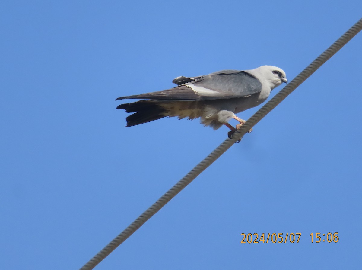 Mississippi Kite - ML618642229