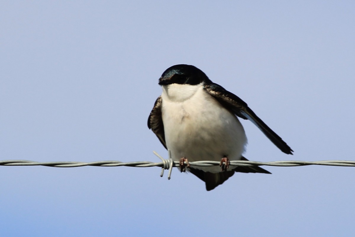 Tree Swallow - ML618642242