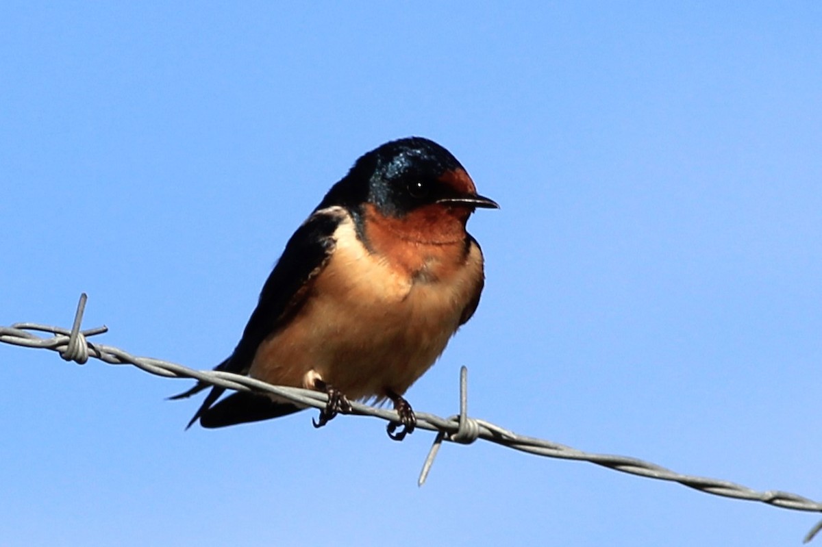 Barn Swallow - ML618642254