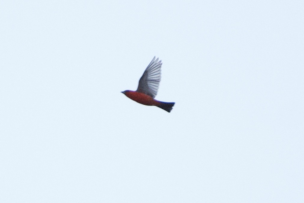 Scarlet Tanager - Adam Cunningham