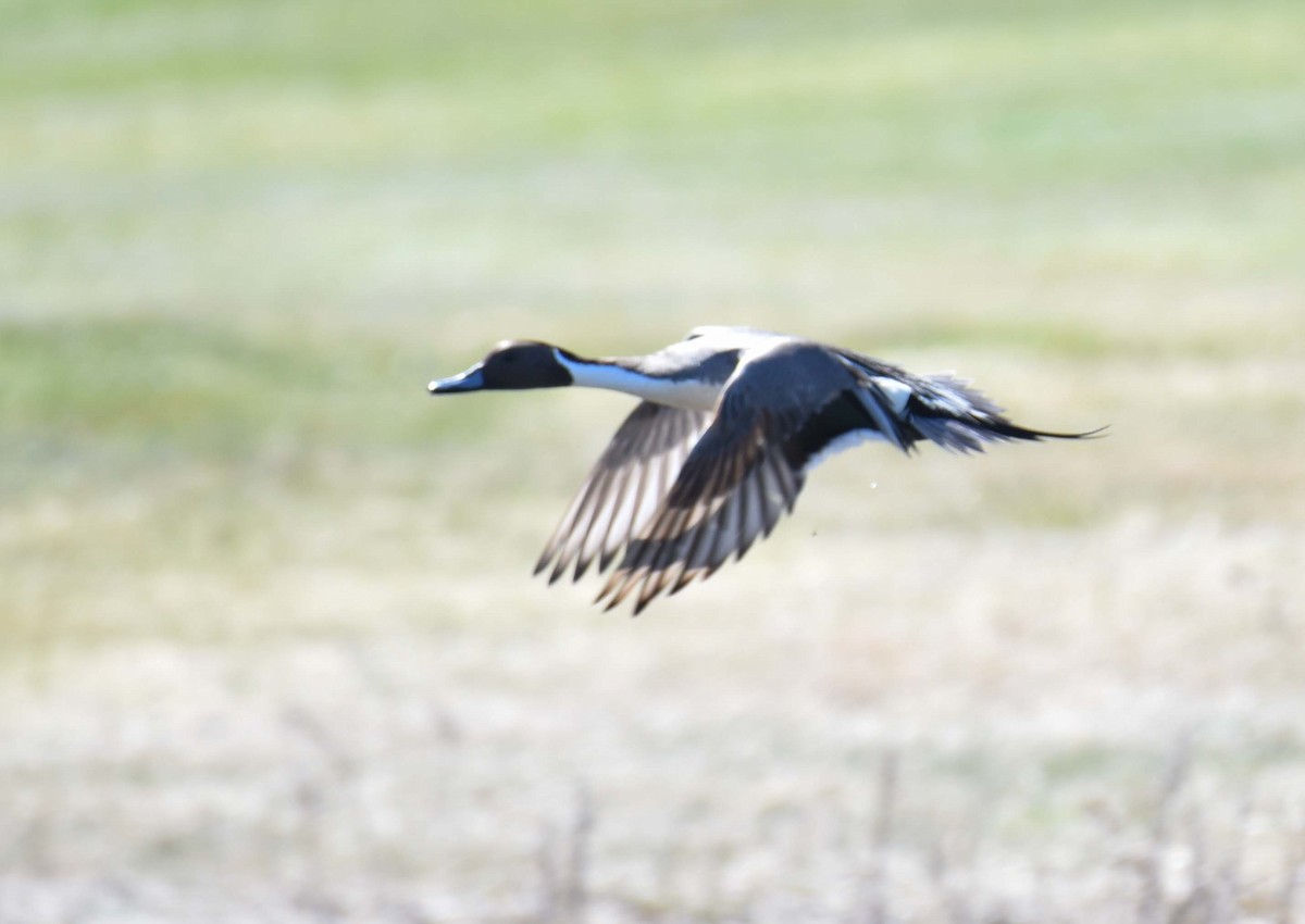 Northern Pintail - ML618642276