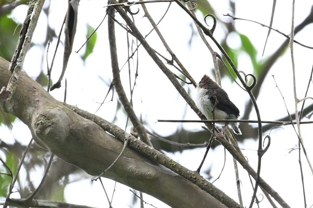 Chestnut-crested Yuhina - ML618642306