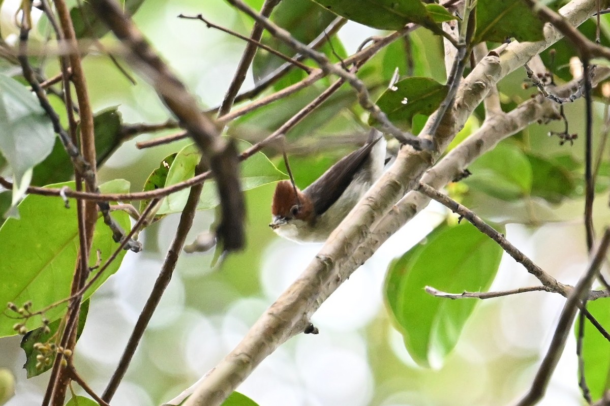 Chestnut-crested Yuhina - ML618642307