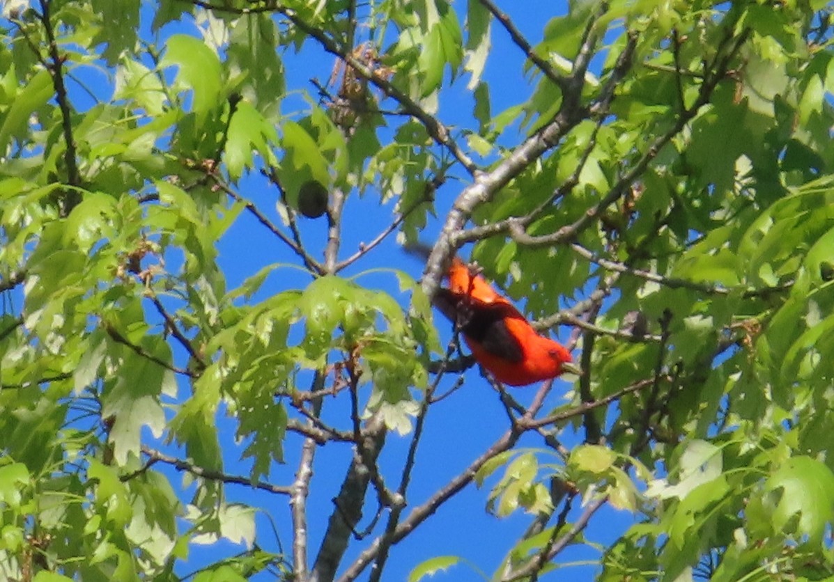 Scarlet Tanager - Patty Lane