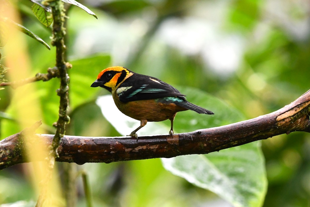 Flame-faced Tanager - José Luis Núñez Muñoz