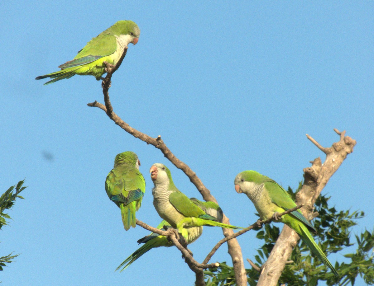 Monk Parakeet - Edgardo Oscar Pic