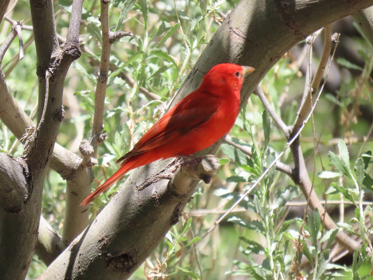 Summer Tanager - Donna Bray