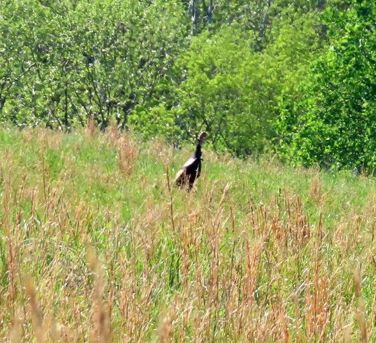 Wild Turkey - Patty Lane