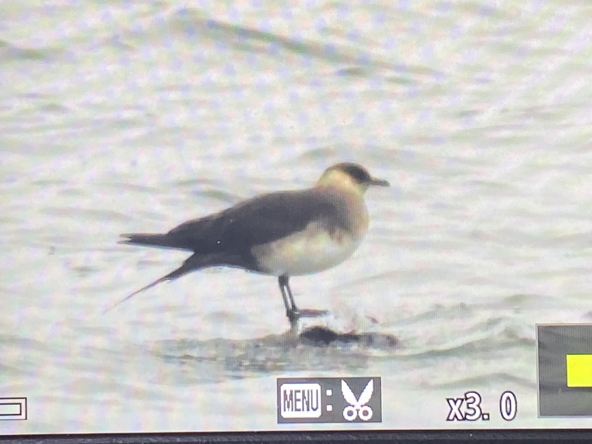 Parasitic Jaeger - Karen Johnson