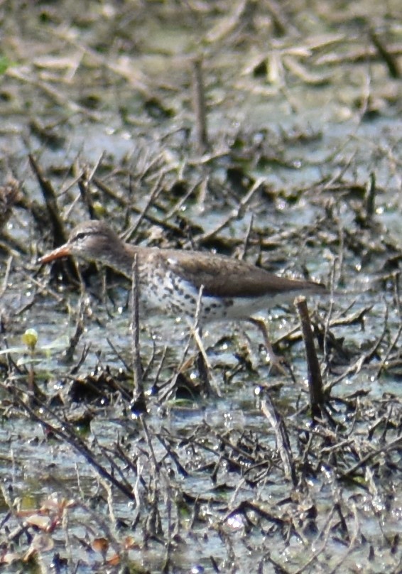 Spotted Sandpiper - Karen Sene