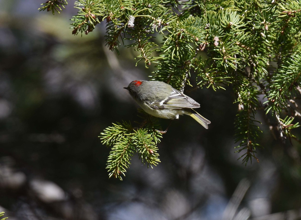 Ruby-crowned Kinglet - ML618642394