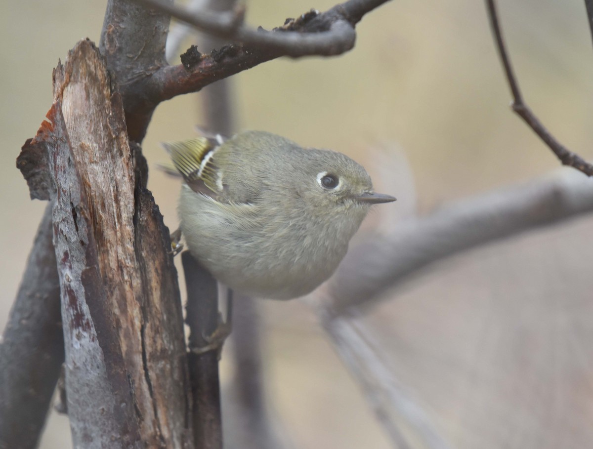 Ruby-crowned Kinglet - ML618642395