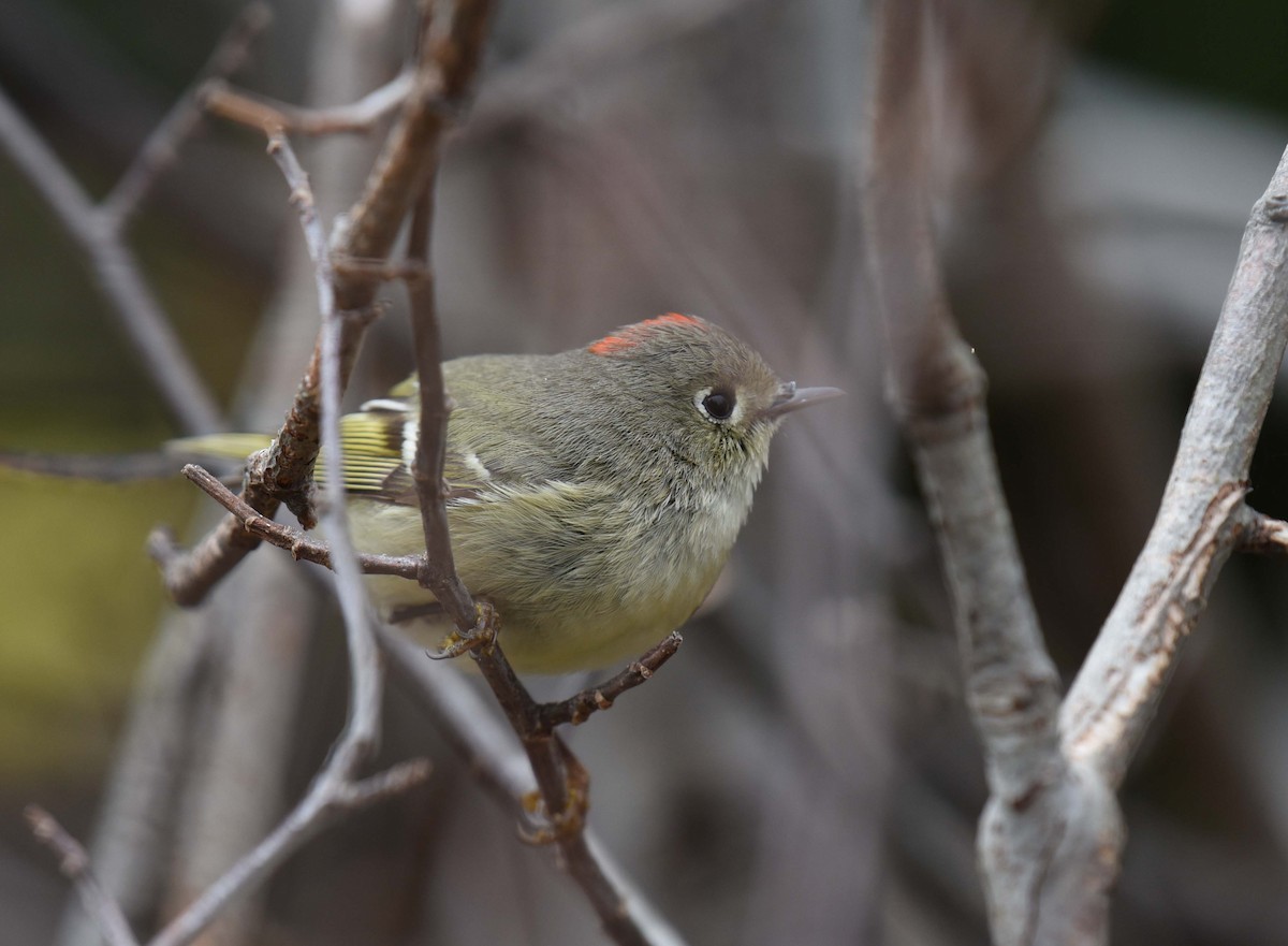 Ruby-crowned Kinglet - ML618642396