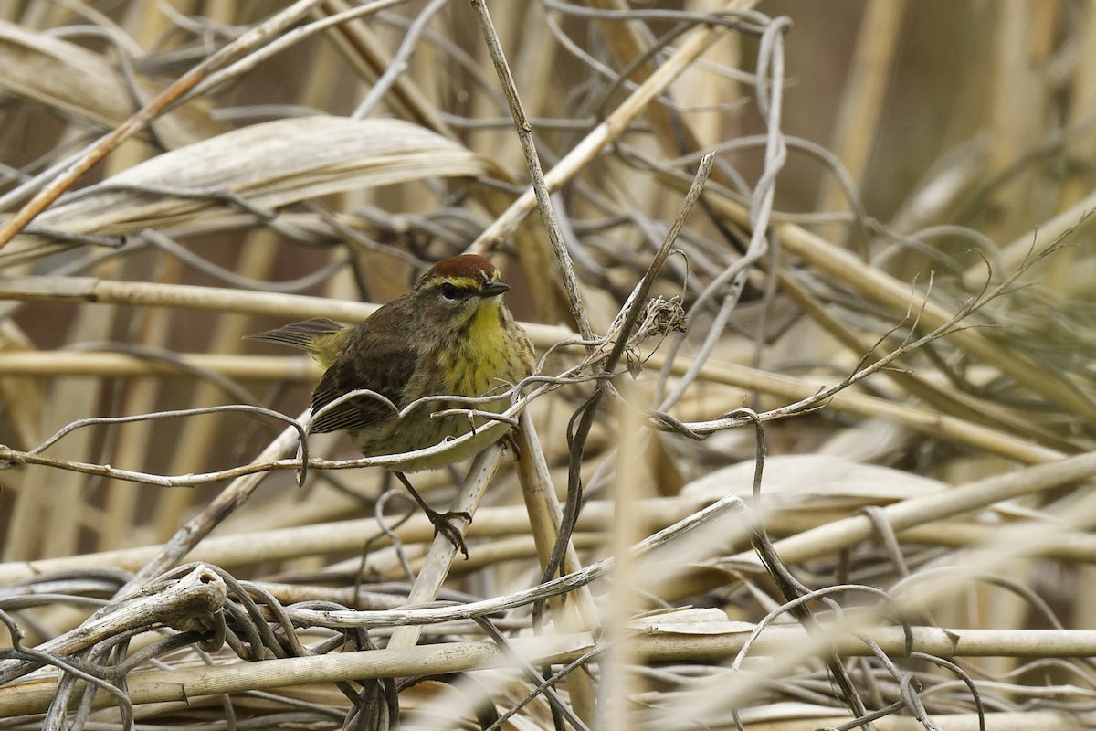 Palm Warbler - Michel Letendre