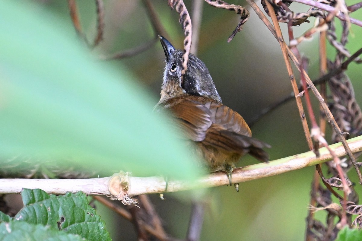 Gray-throated Babbler - ML618642448