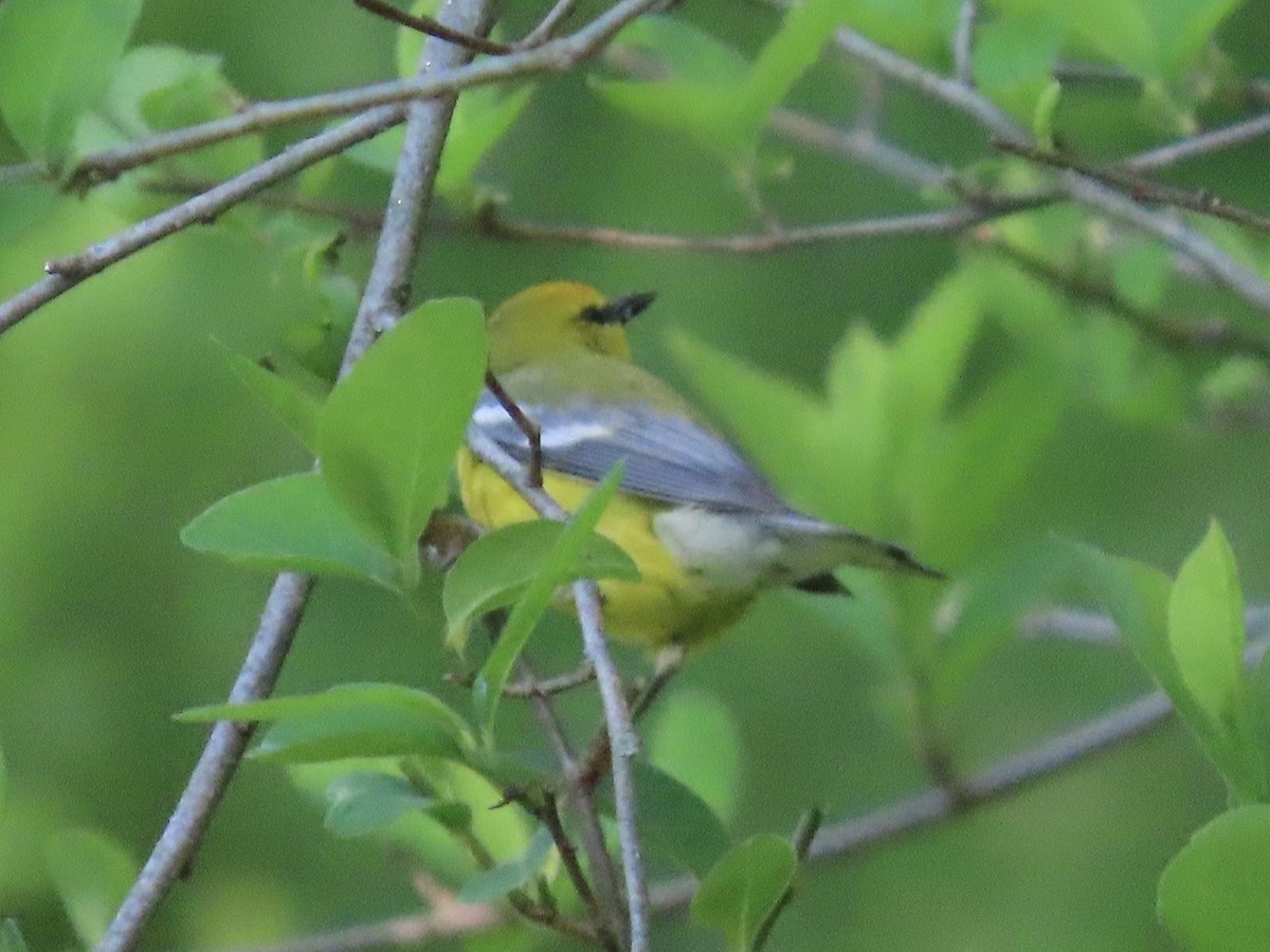 Blue-winged Warbler - Tim Carney