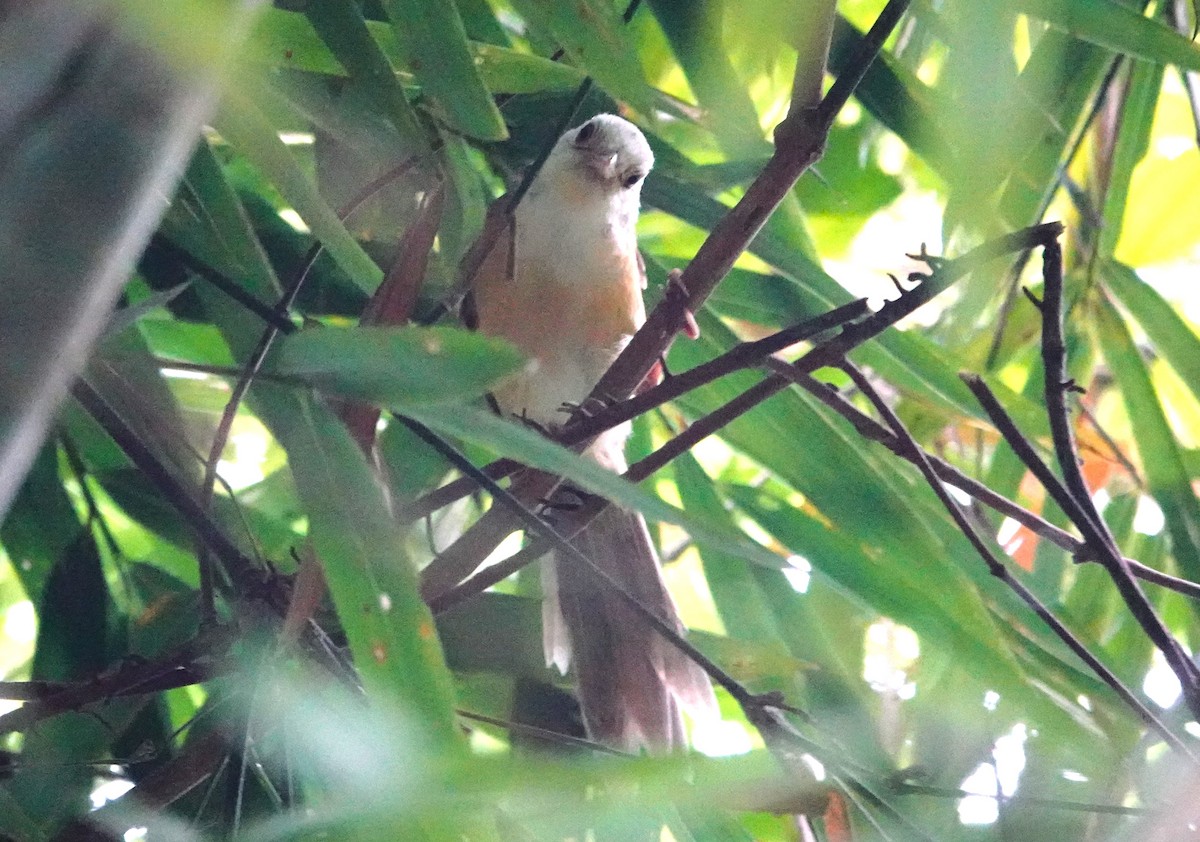 Collared Babbler - ML618642500