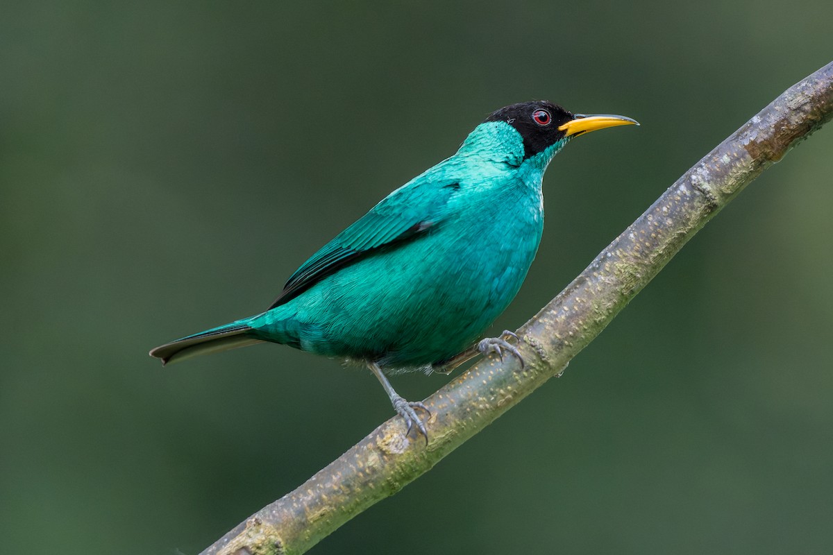 Green Honeycreeper - ML618642536