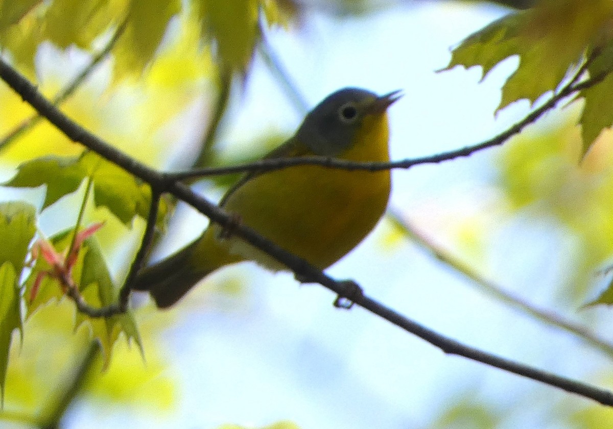 Nashville Warbler - Paul Mackenzie