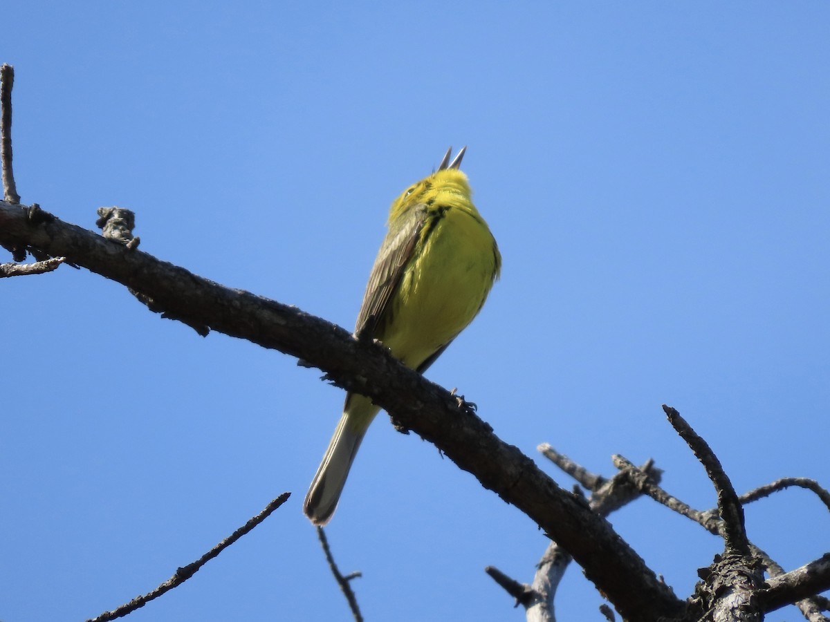 Prairie Warbler - Tim Carney