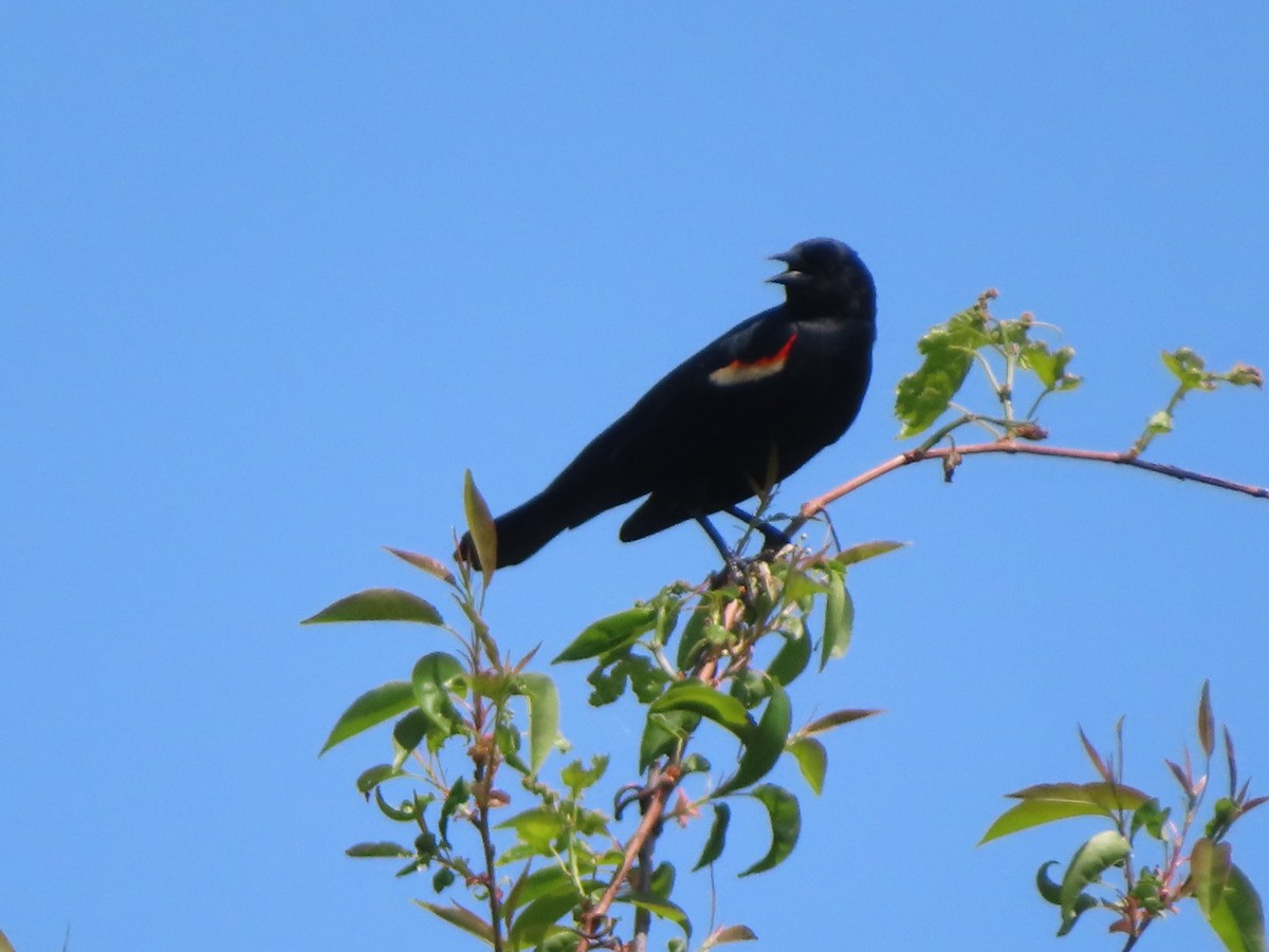 Red-winged Blackbird - Patty Lane