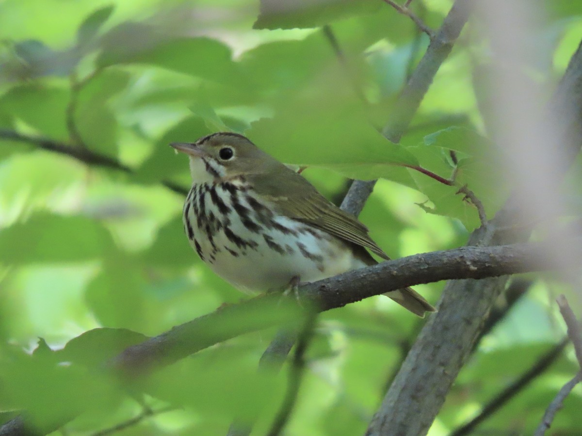 Ovenbird - Tim Carney