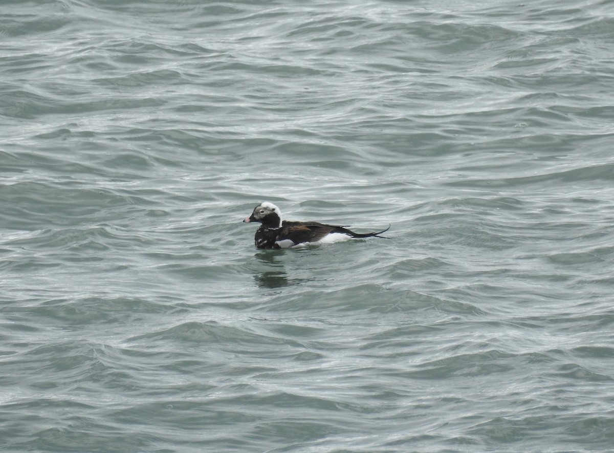 Long-tailed Duck - Deepak Vadi