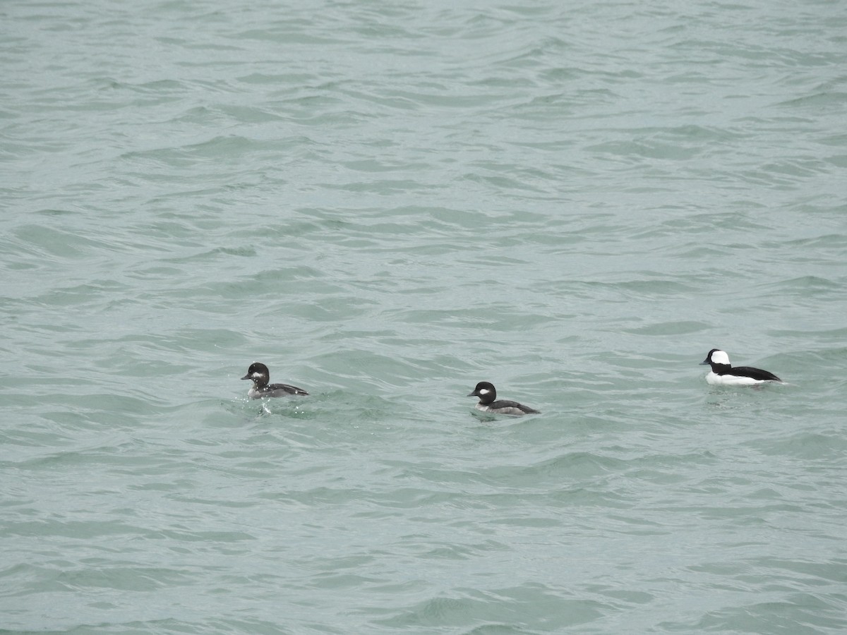 Bufflehead - ML618642615