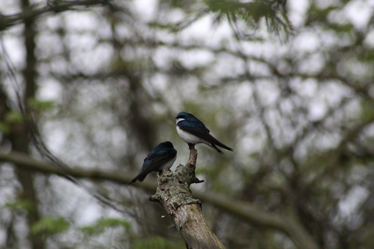 Tree Swallow - JACOB STASSO