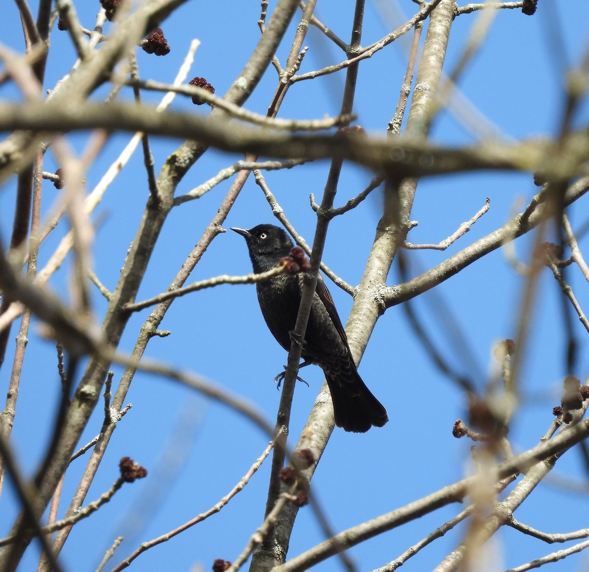 Rusty Blackbird - ML618642637