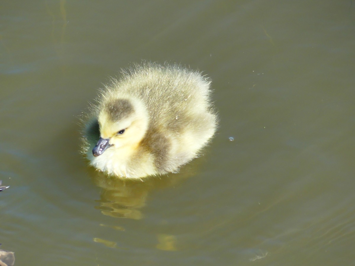 Canada Goose - ML618642649