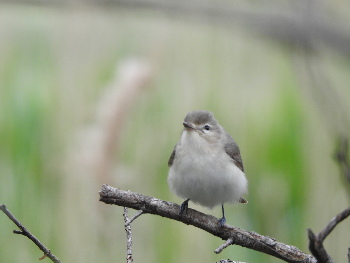 Warbling Vireo - Joe Sudomir