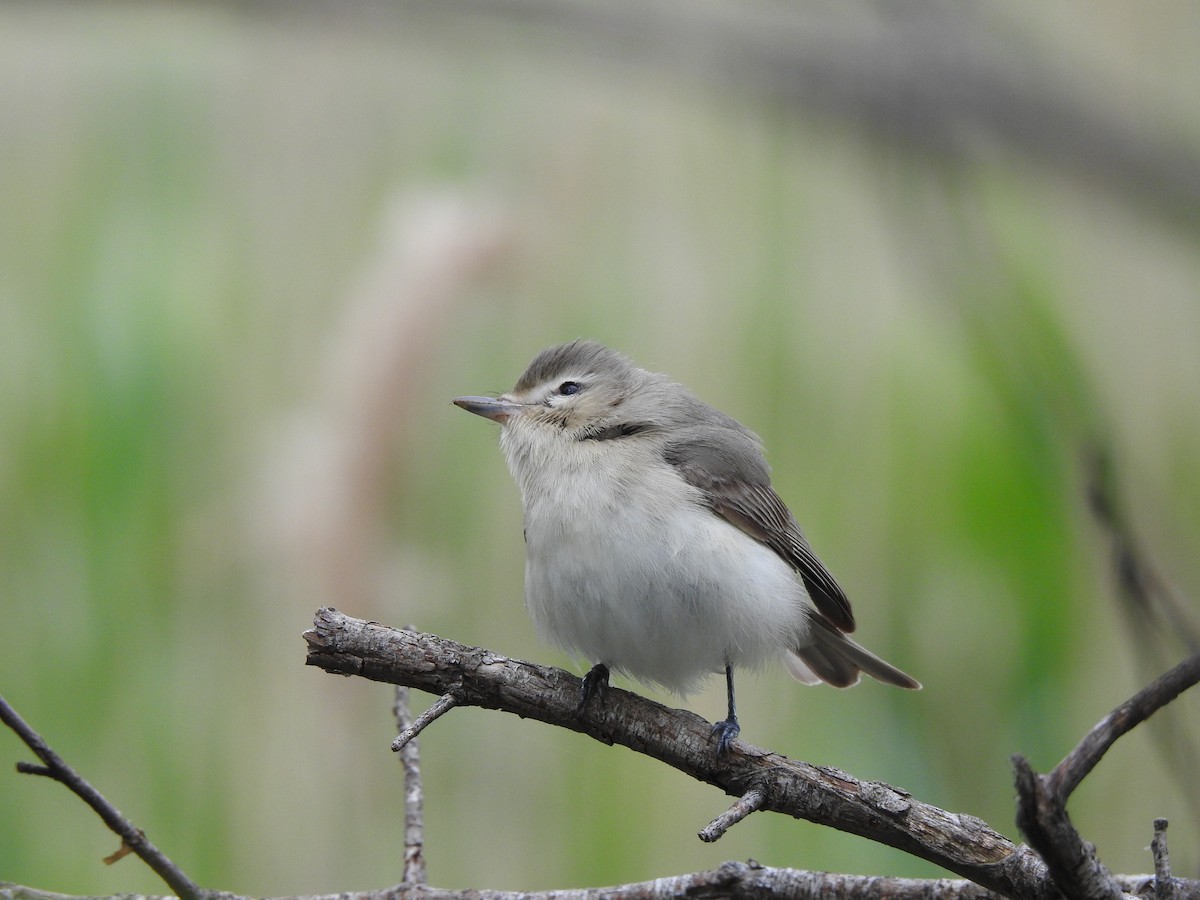 Warbling Vireo - Joe Sudomir