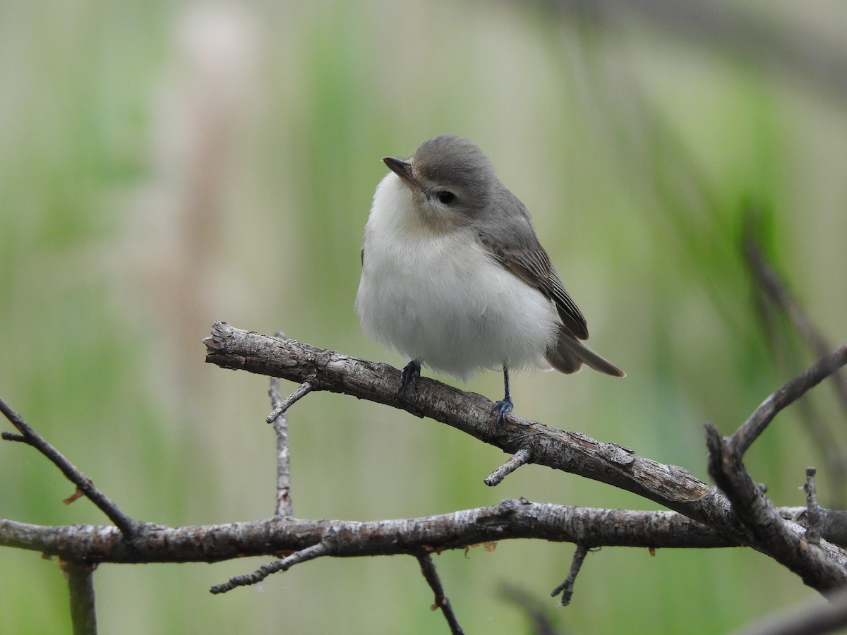 Warbling Vireo - ML618642701