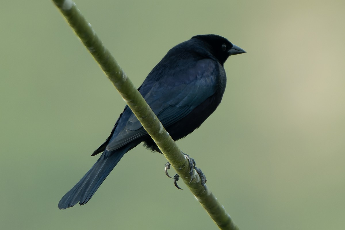 Shiny Cowbird - ML618642709