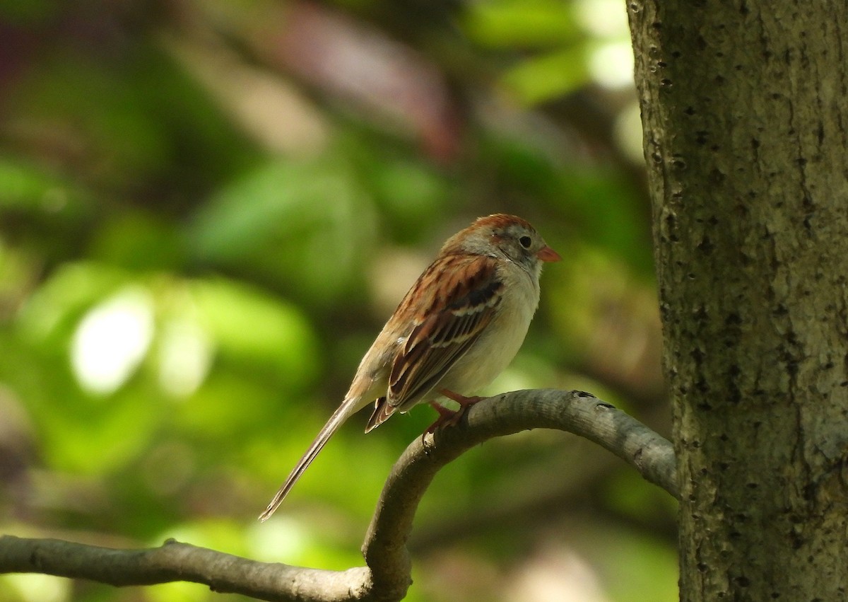 Field Sparrow - ML618642711