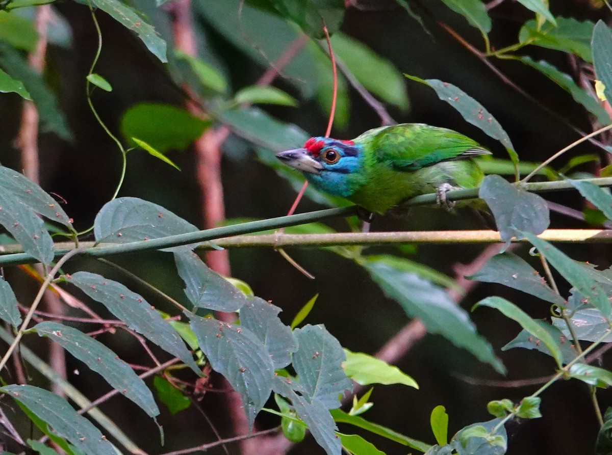 Blue-throated Barbet - Peter Burke