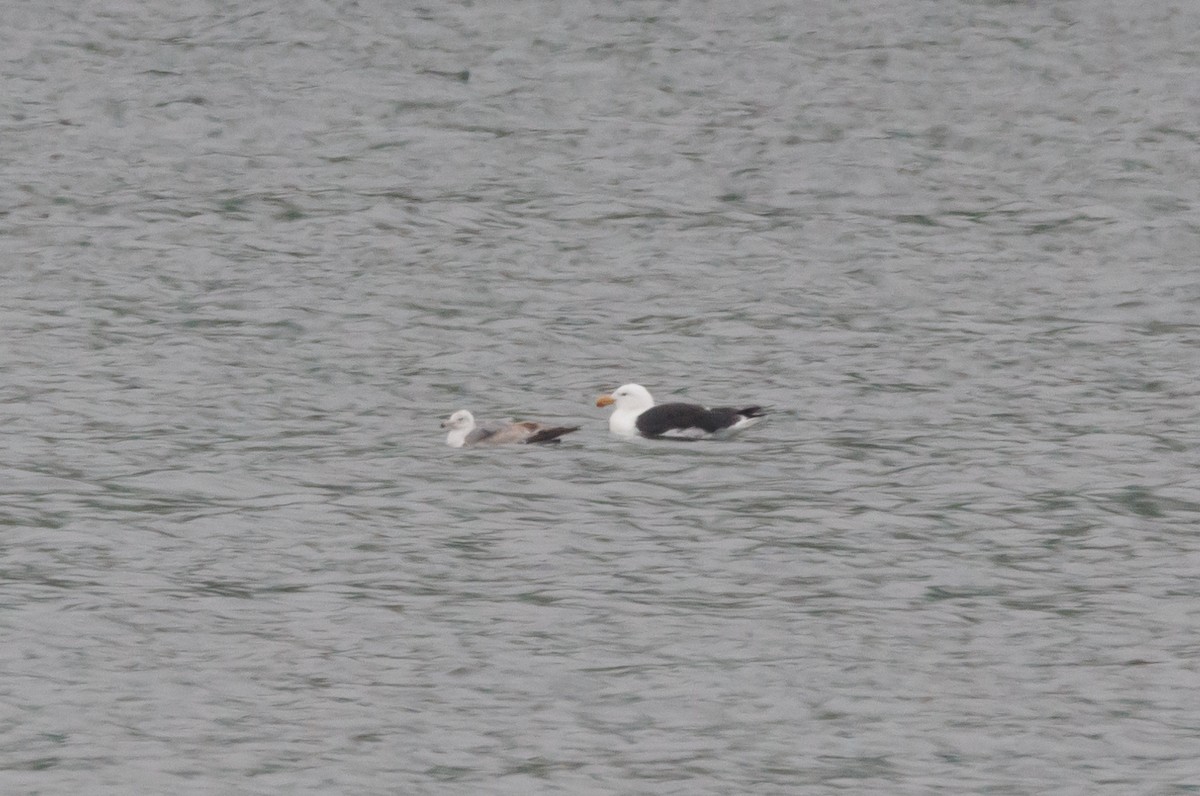 Great Black-backed Gull - ML618642739