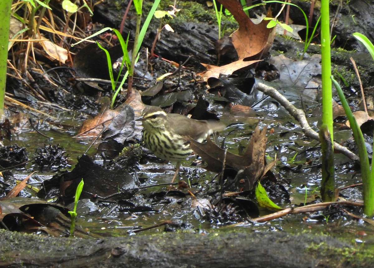 Northern Waterthrush - Nick Dawson