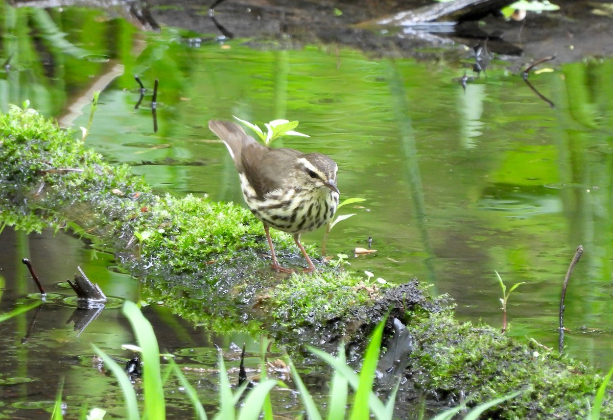 Northern Waterthrush - ML618642741