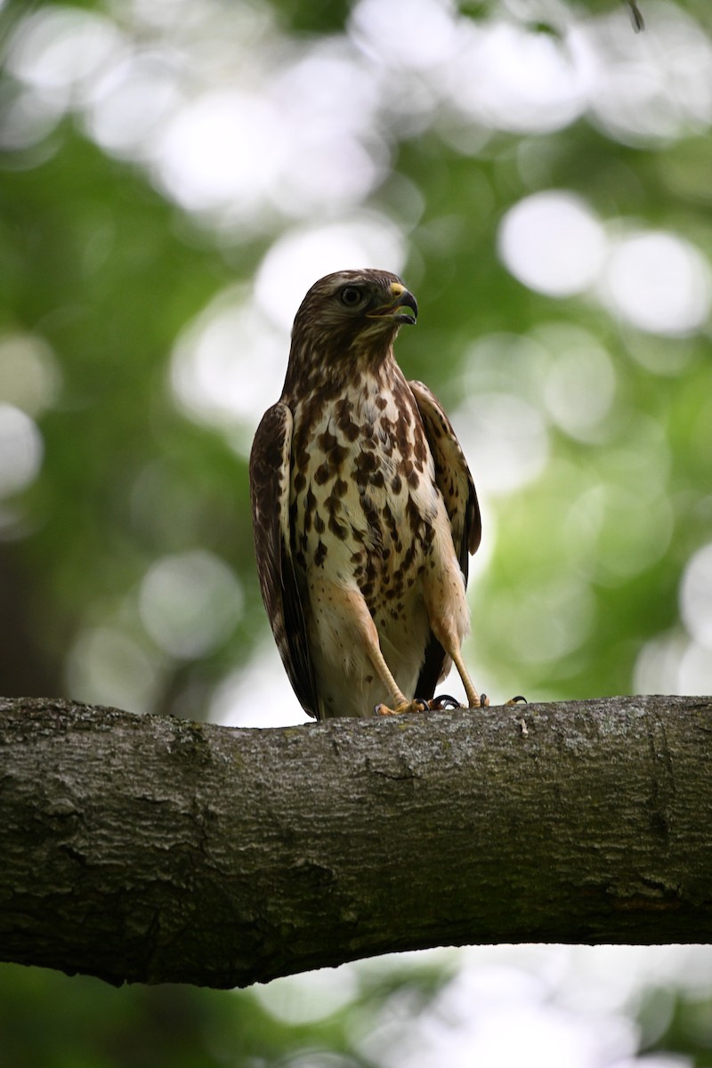 Red-shouldered Hawk - DAVID VIERLING