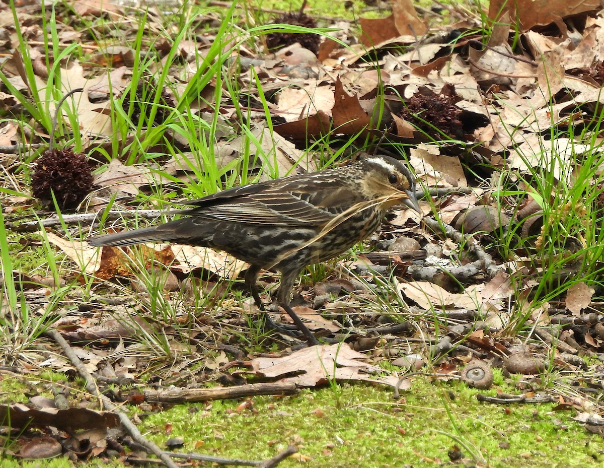 Red-winged Blackbird - ML618642748