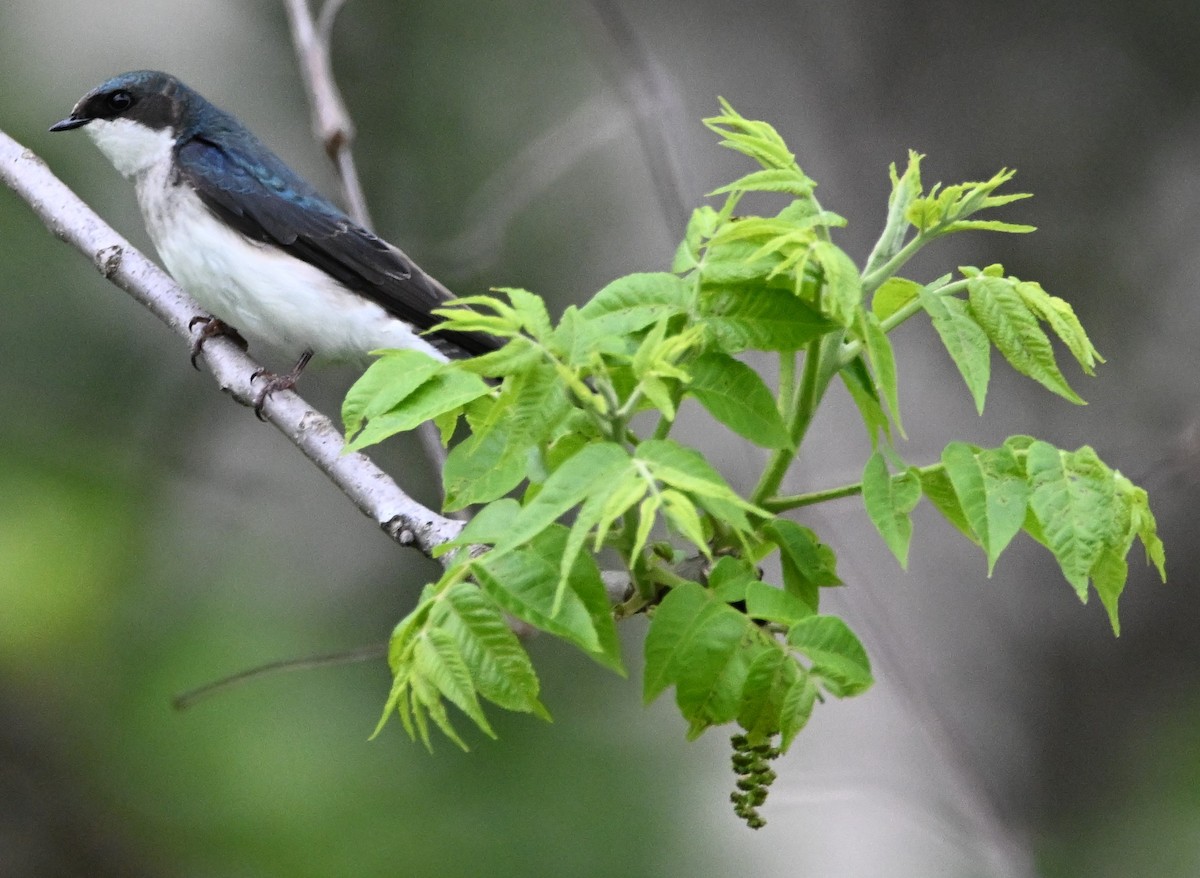 Tree Swallow - DAVID VIERLING