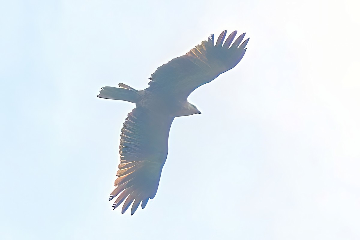 Whistling Kite - Alfons  Lawen