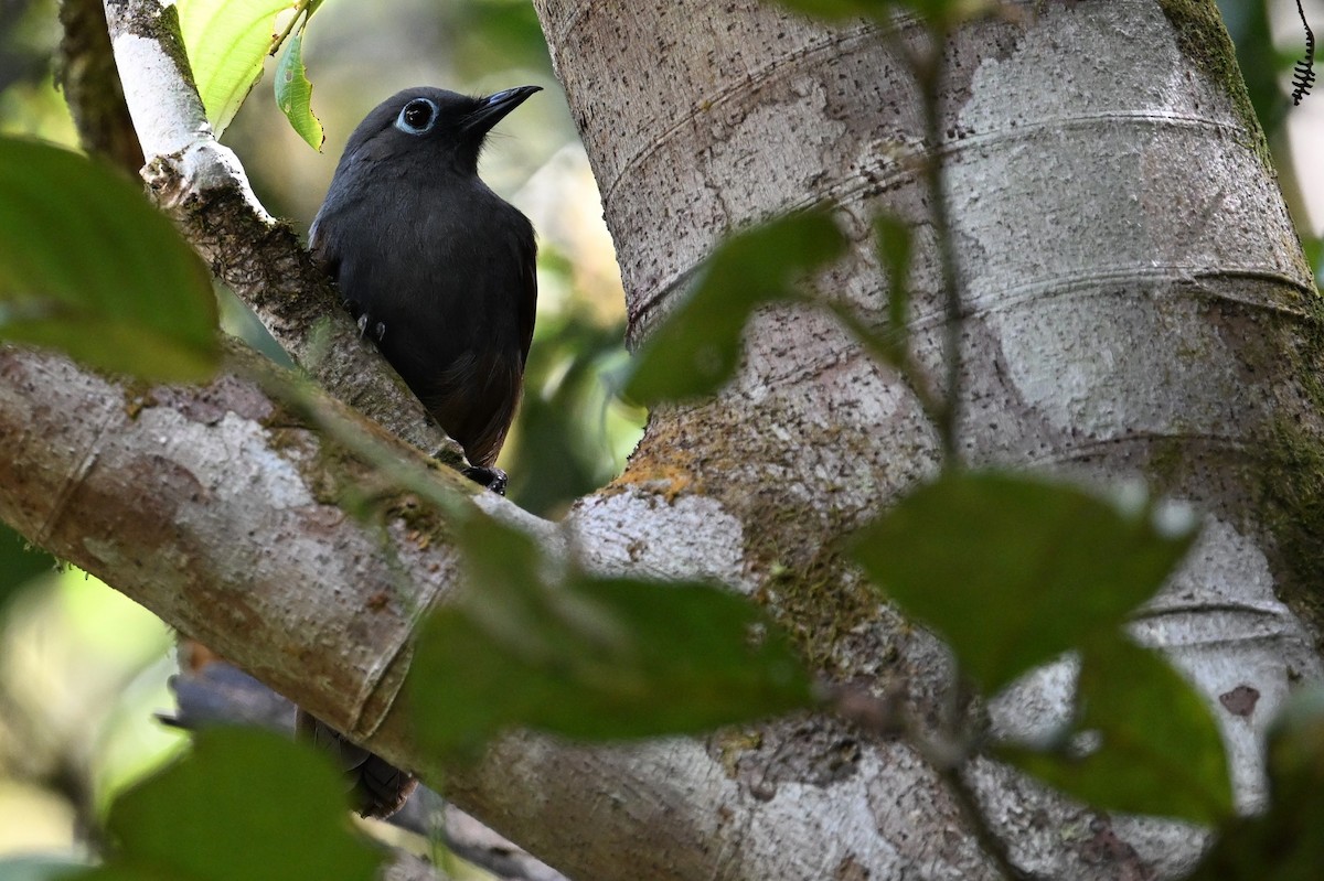 Sunda Laughingthrush - ML618642762