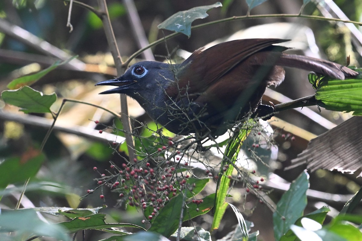 Sunda Laughingthrush - Jacob Lai