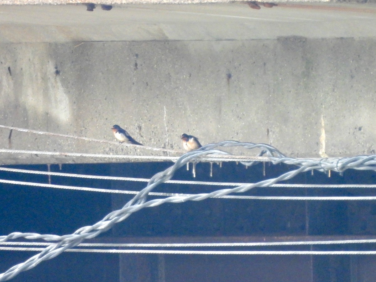 Barn Swallow - ML618642766
