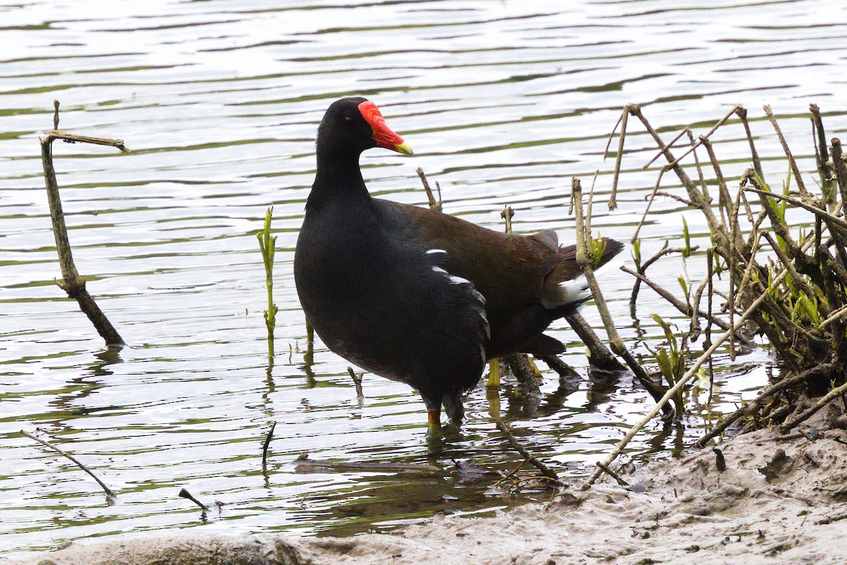 Common Gallinule - David Mayle