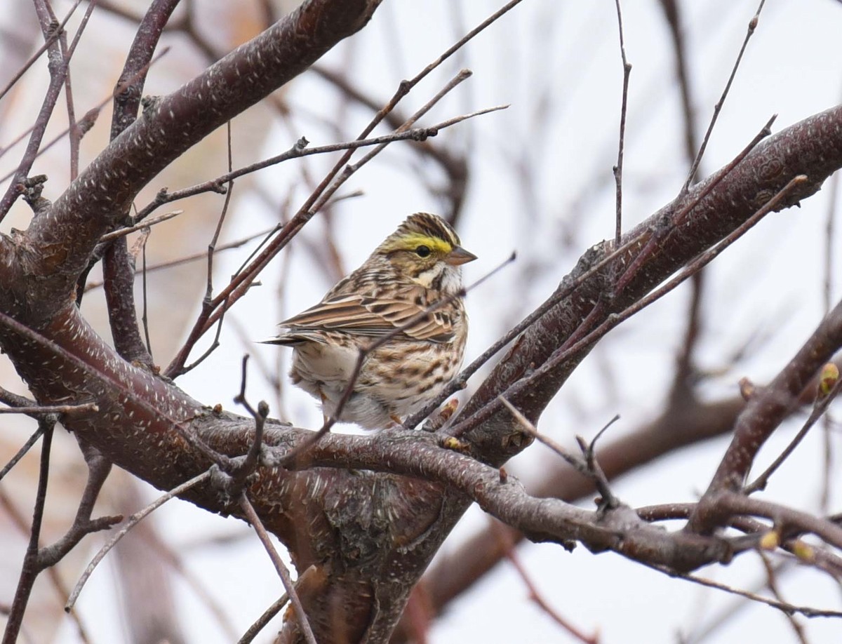 Savannah Sparrow - ML618642770