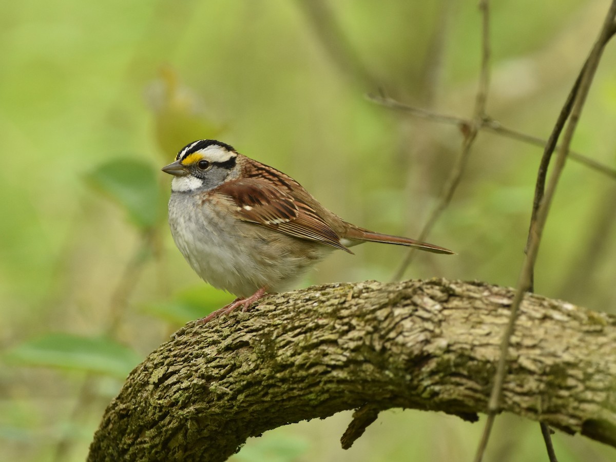 White-throated Sparrow - ML618642771